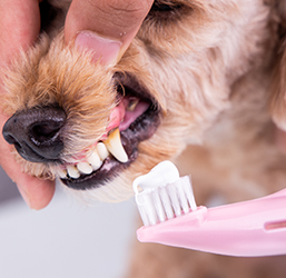 Dentifrice chien