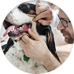 Un veterinario revisa la higiene dental de un perro