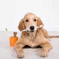 Un perro con un cepillo de dientes en la boca