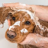 shampoing pour chiots