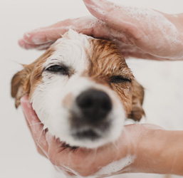 shampoing anti démangeaison chien