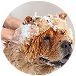 shampoing pour chien