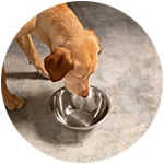 Un perro bebe agua en un comedero de acero inoxidable