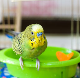 un periquito en el borde de su bañera para pájaros
