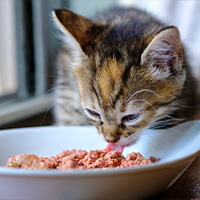 un gatito comiendo comida húmeda 
