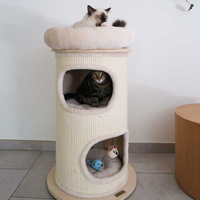 Dos gatos en un rascador torre
