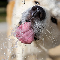 chien qui boit à une fontaine à eau