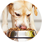 chien qui mange des croquettes spéciales pour chien diabétique
