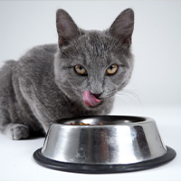 Un gato con diabetes comiendo un pienso veterinario 