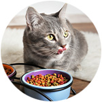 chat diabétique avec une nourriture adaptée