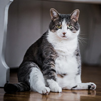 Un gato con sobrepeso que necesita un pienso ligth