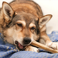 un perro comiendo un hueso natural
