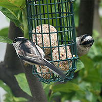 unos pájaros silvestres comiendo bloques de grasa en un jardín