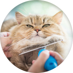 Brosse chat poil long chat