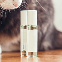 parfum pour chat