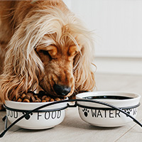 Un perro come en un comedero doble de cerámica