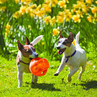 perritos jugando con una pelota kong