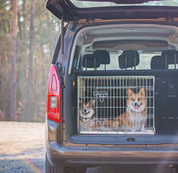Cage de transport pour chien en voiture