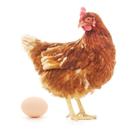 La importancia de la alimentación de las gallinas ponedoras