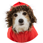 manteau de pluie pour chien