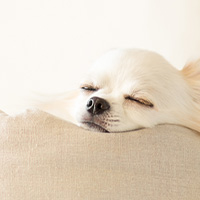 chien calme anti stressant relaxant
