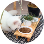 chat qui mange dans une gamelle de la nourriture adaptée