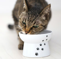 Un gato comiendo en un comedero alto 
