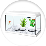 Petit aquarium de forme rectangulaire
