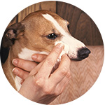 Limpiando el lagrimal de un perro con una toallita húmeda