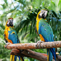 perroquets sur une branche