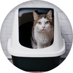 Maison de toilette pour chat XXL - Wanimo