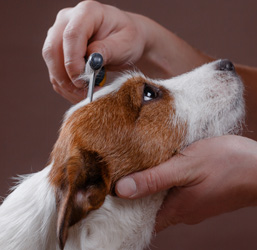 brosse pour chien poil court