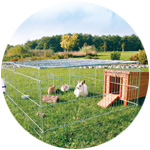 enclos extérieur avec des lapins