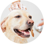 shampoing naturel pour chien 
