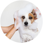 Shampoing naturel pour chien