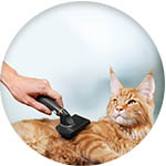 Brosse pour chat 