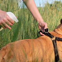 Aplicando un spray antiparasitario a un perro