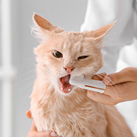 santé des dents du chat