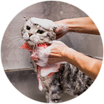 pegando un baño a mi minino con un champú antiparasitario para gatos