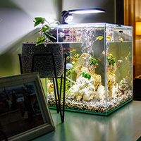 nano aquarium avec un éclairage