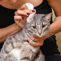 Limpiadores de oídos para gatos