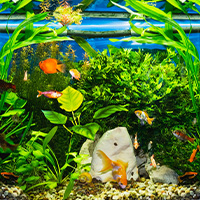 poisson dans leur aquarium pendant les vacances