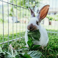 Un conejo comiendo hierba dentro de un parque para exterior para conejos
