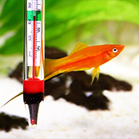 La importancia de un termómetro en el acuario