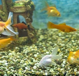 Gravier aquarium