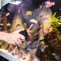 nettoyage de l'aquarium avec une raclette