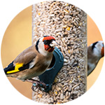 oiseaux qui mangent des graines à un distributeur de graines
