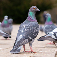 pigeons dans la rue
