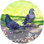 pigeons qui mangent