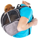 Un perro dentro de una mochila como medio de transporte